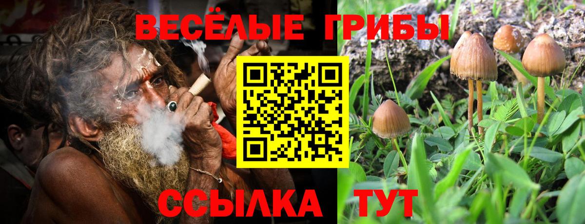 дарнет шоп  Вход с VPN  Темрюк  Псилоцибиновые грибы Psilocybe 
